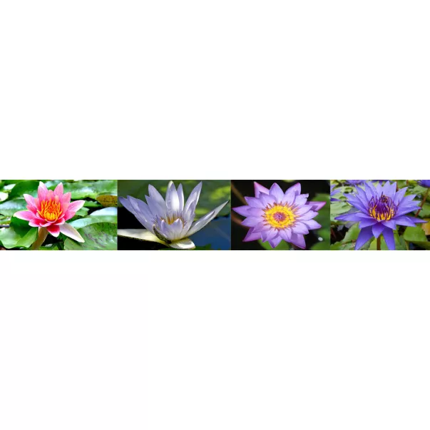 PlantoFair Planet Aquafair препарат для поддержания роста водных растений 1 л - Фото №2