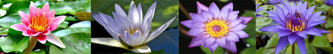 Средство для поддержания роста водных растений 1 л Средство для поддержания роста водных растений 1 л